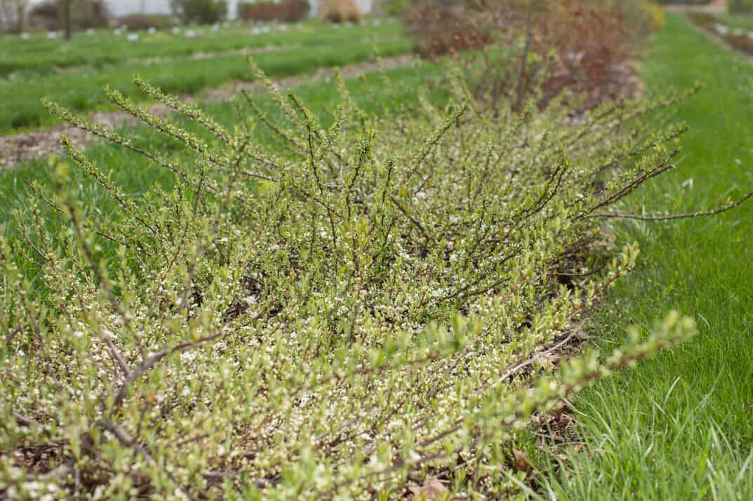 Jade Parade® Sand Cherry Plant Guide